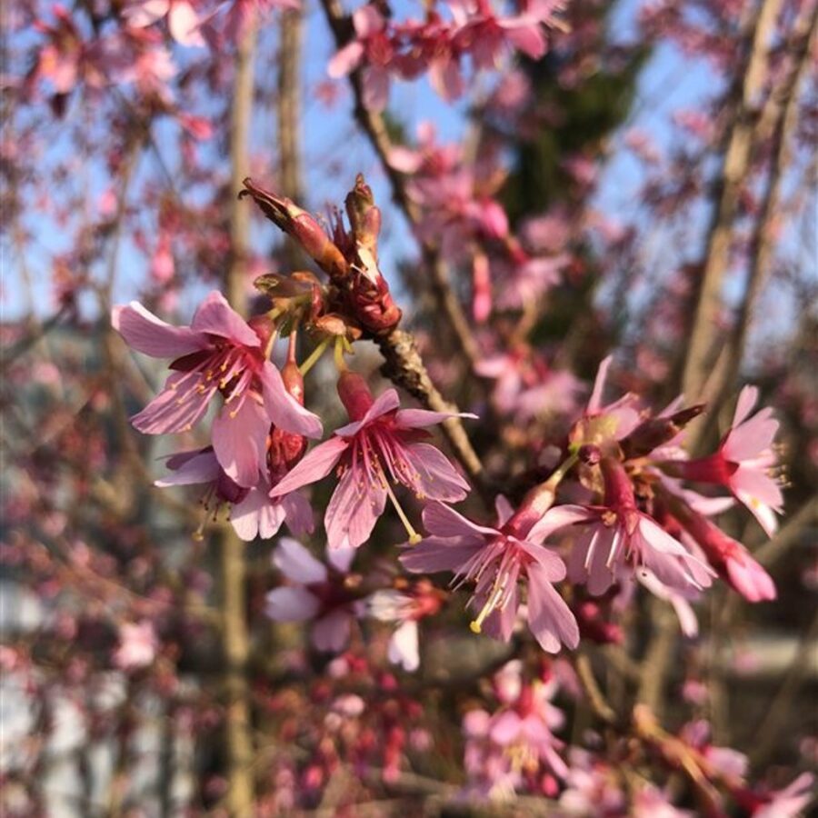 Prunus incisa 'Paean' Japanse sierkers