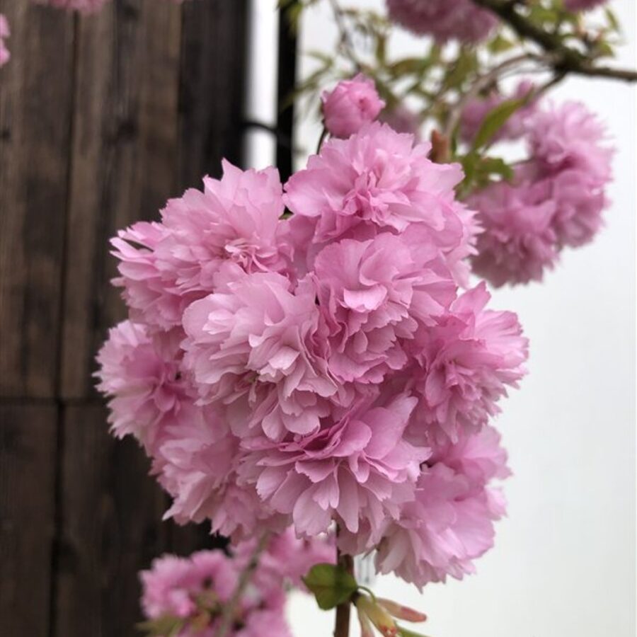 Prunus 'Kiku-shidare-zakura' <span class='dutchtitlepart'>Treursierkers</span>