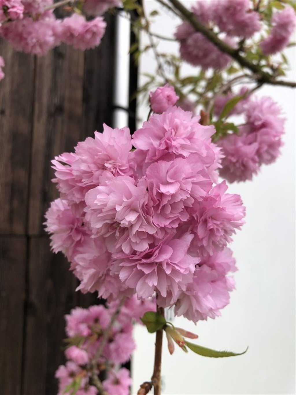 Prunus 'Kiku-shidare-zakura' <span class='dutchtitlepart'>Treursierkers</span>