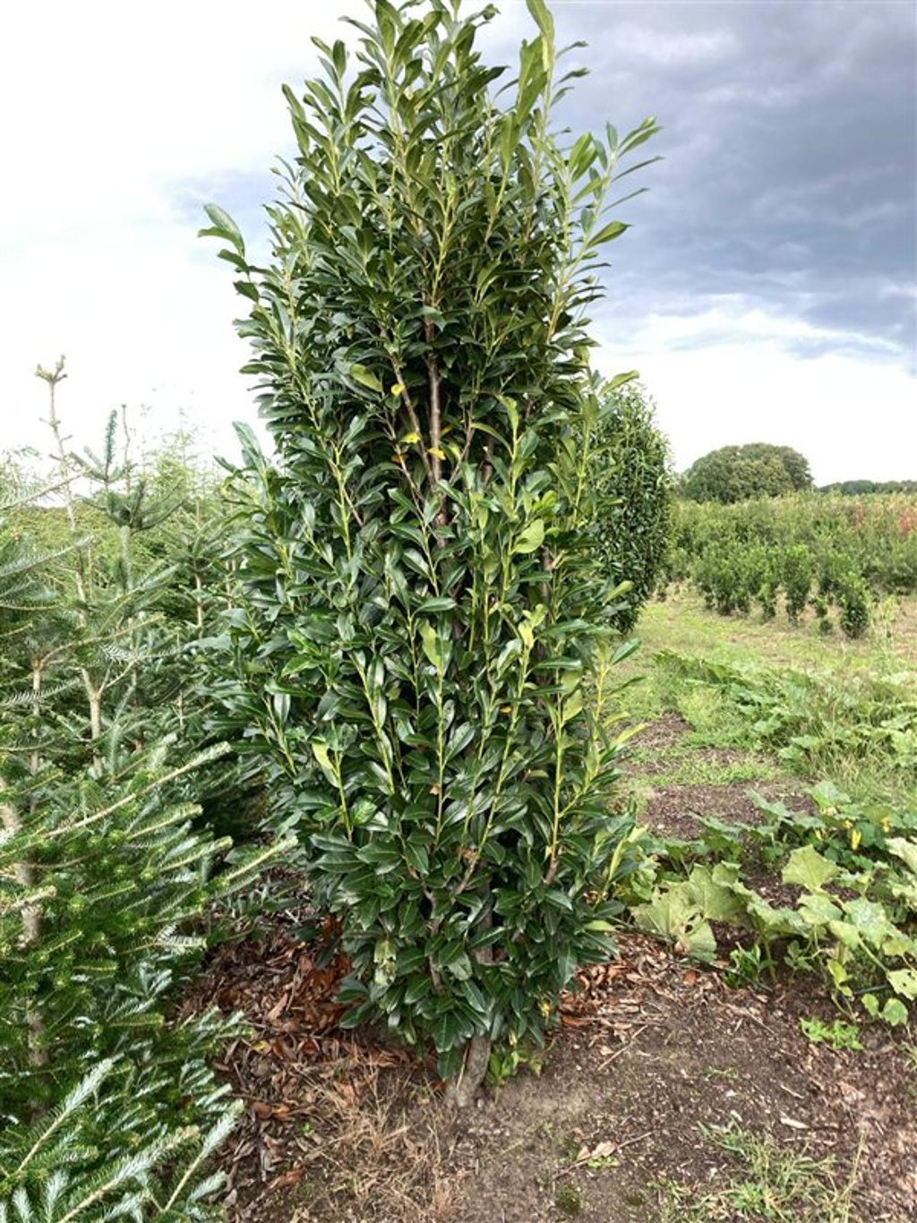 Prunus l. 'Elly' Laurierkers
