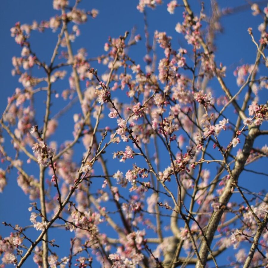 Prunus subh. 'Autumnalis Rosea' <span class='dutchtitlepart'>Japanse sierkers</span>