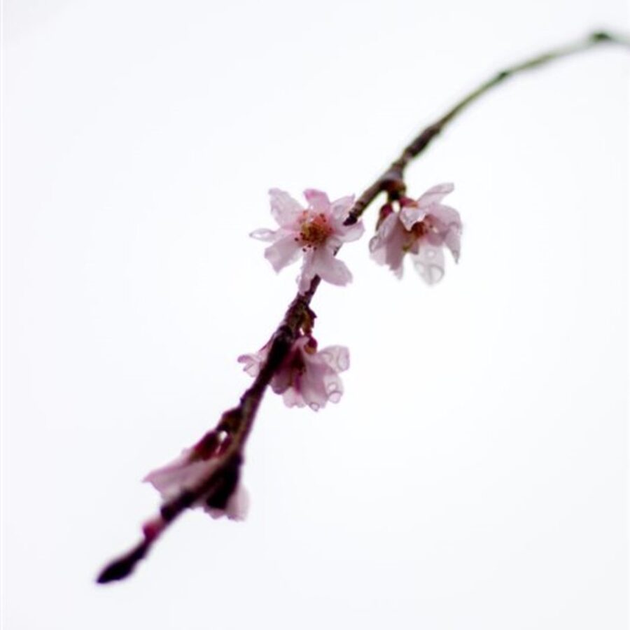 Prunus subh. 'Autumnalis' <span class='dutchtitlepart'>Sierkers</span>