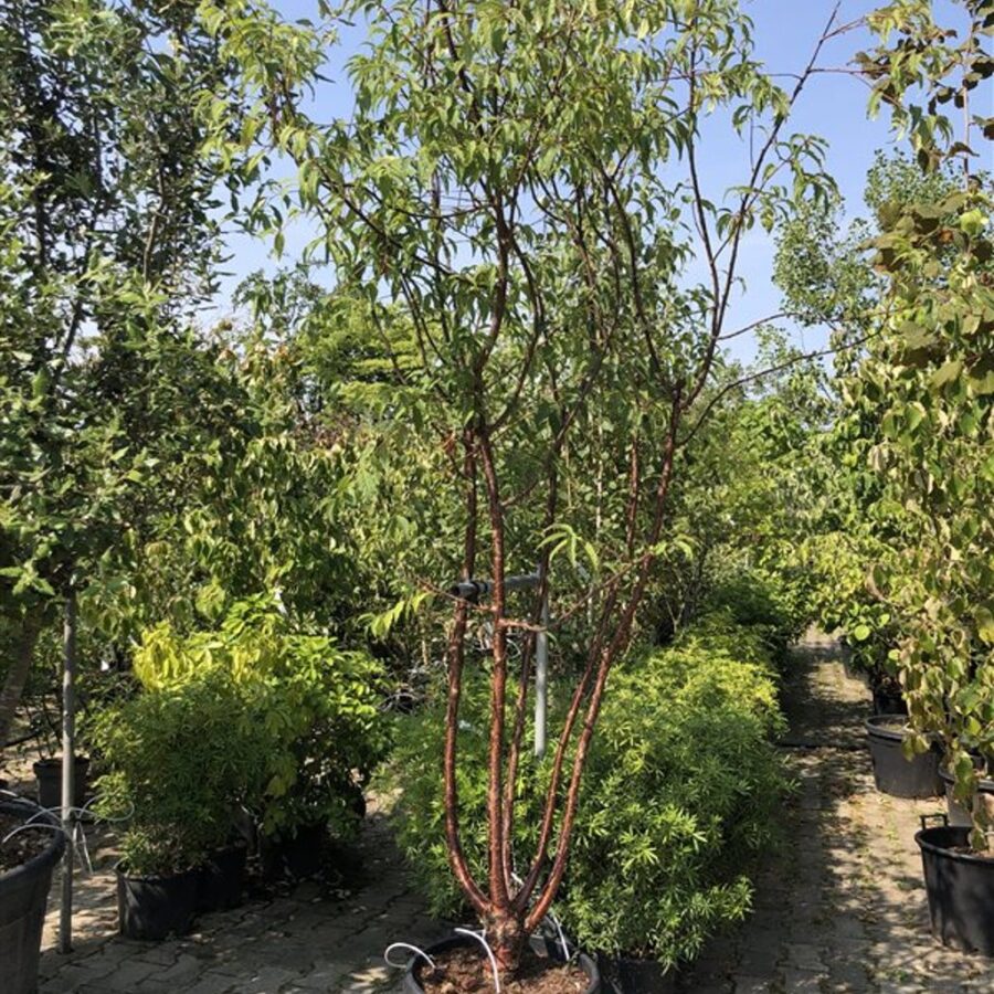 Prunus serrula Tibetkers