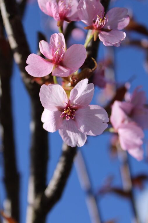 Prunus sargentii 'Rancho' <span class='dutchtitlepart'>Sierkers</span>