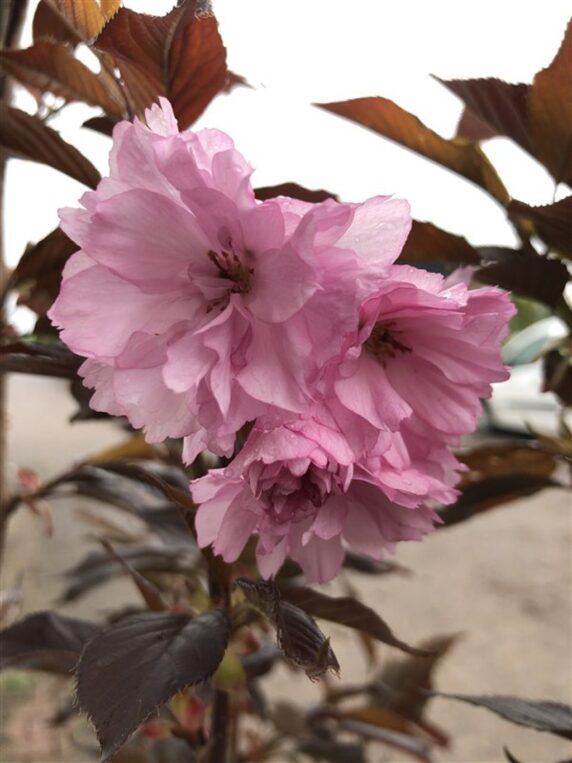 Prunus serr. 'Royal Burgundy' <span class='dutchtitlepart'>Japanse sierkers</span>