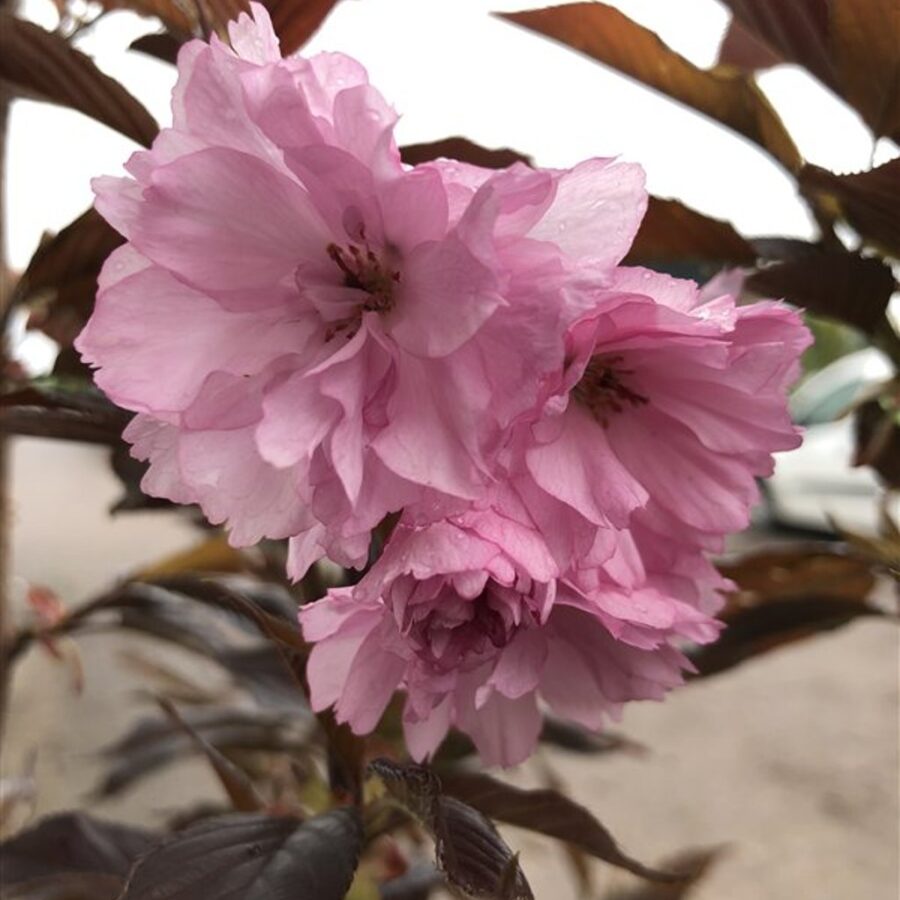 Prunus serr. 'Royal Burgundy' <span class='dutchtitlepart'>Japanse sierkers</span>