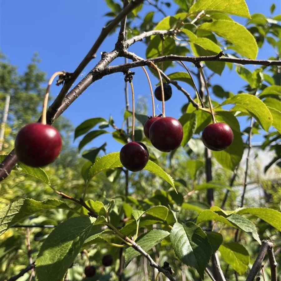 Prunus c. 'Kelleris 16' Kersenboom