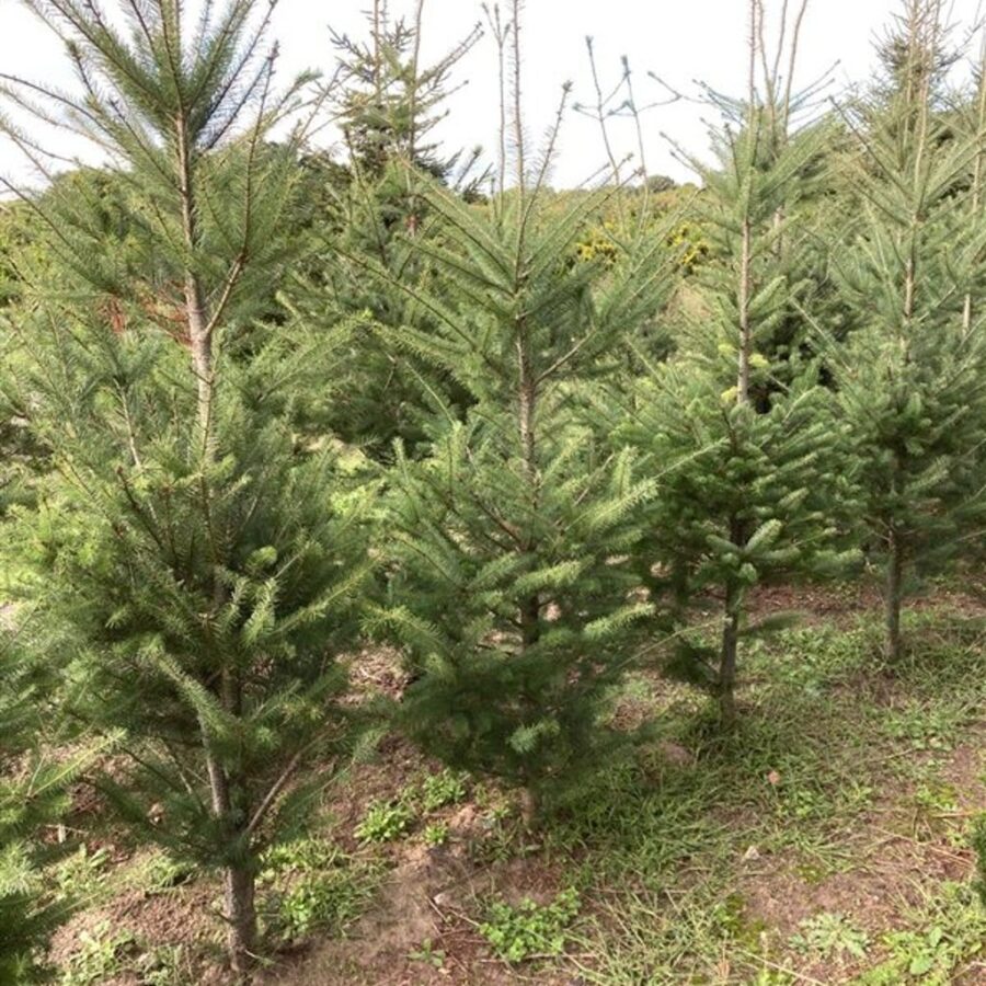 Pseudotsuga menziesii Douglasspar