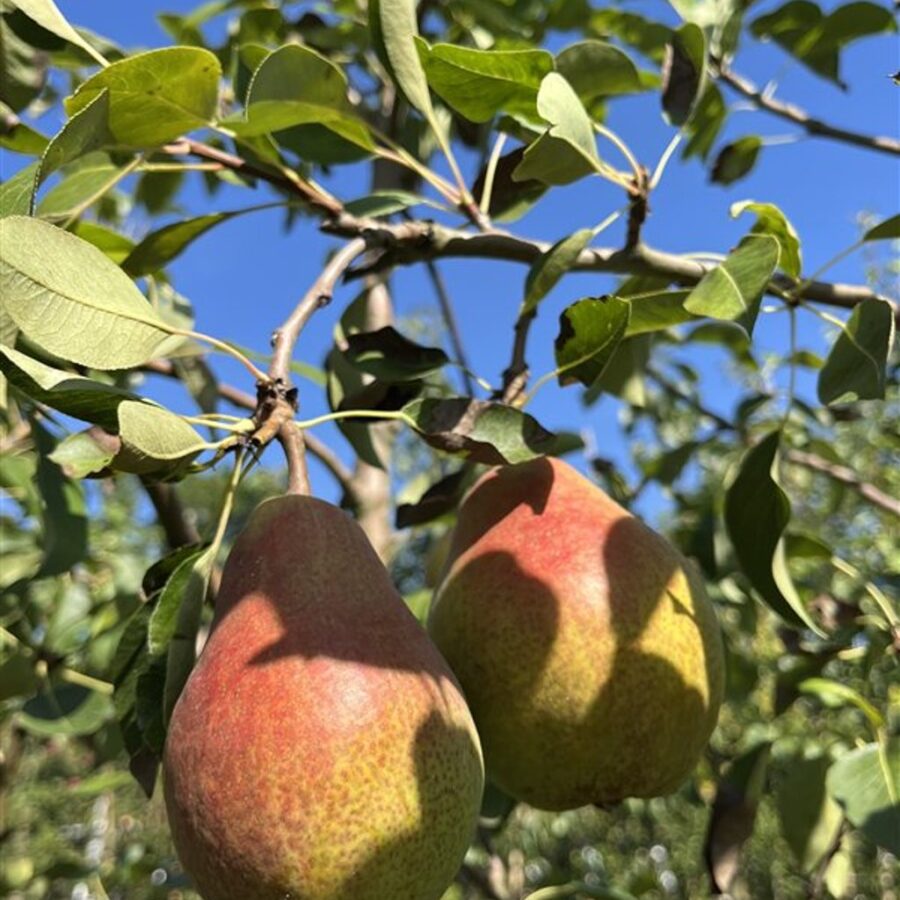 Pyrus c. Clapps Liebling Perenboom