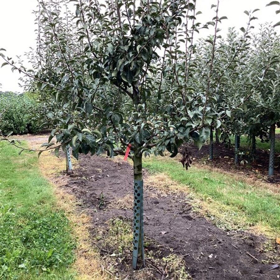 Pyrus c. 'Jut' <span class='dutchtitlepart'>Perenboom</span>