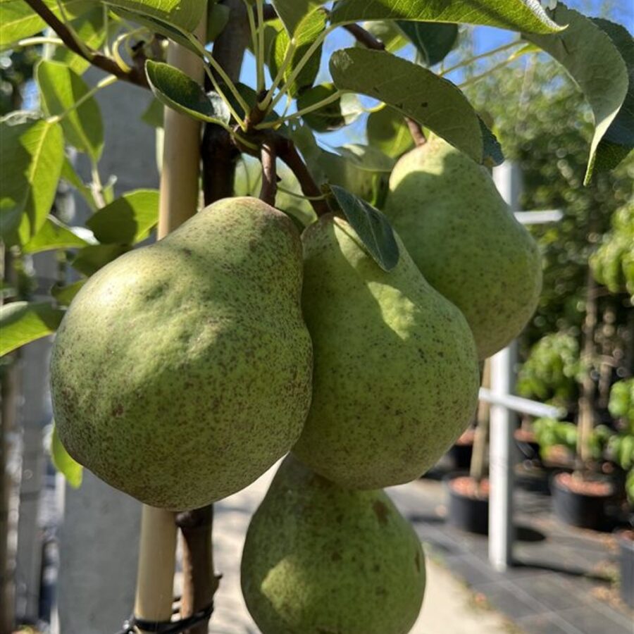 Pyrus c. 'Williams Bon Chrétien' <span class='dutchtitlepart'>Perenboom</span>