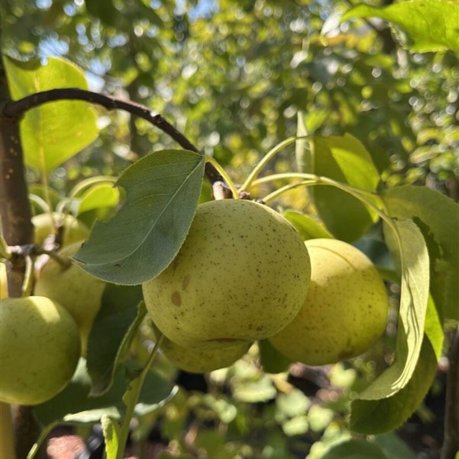 Pyrus pyrifolia 'Hosui' <span class='dutchtitlepart'>Nashipeer</span>