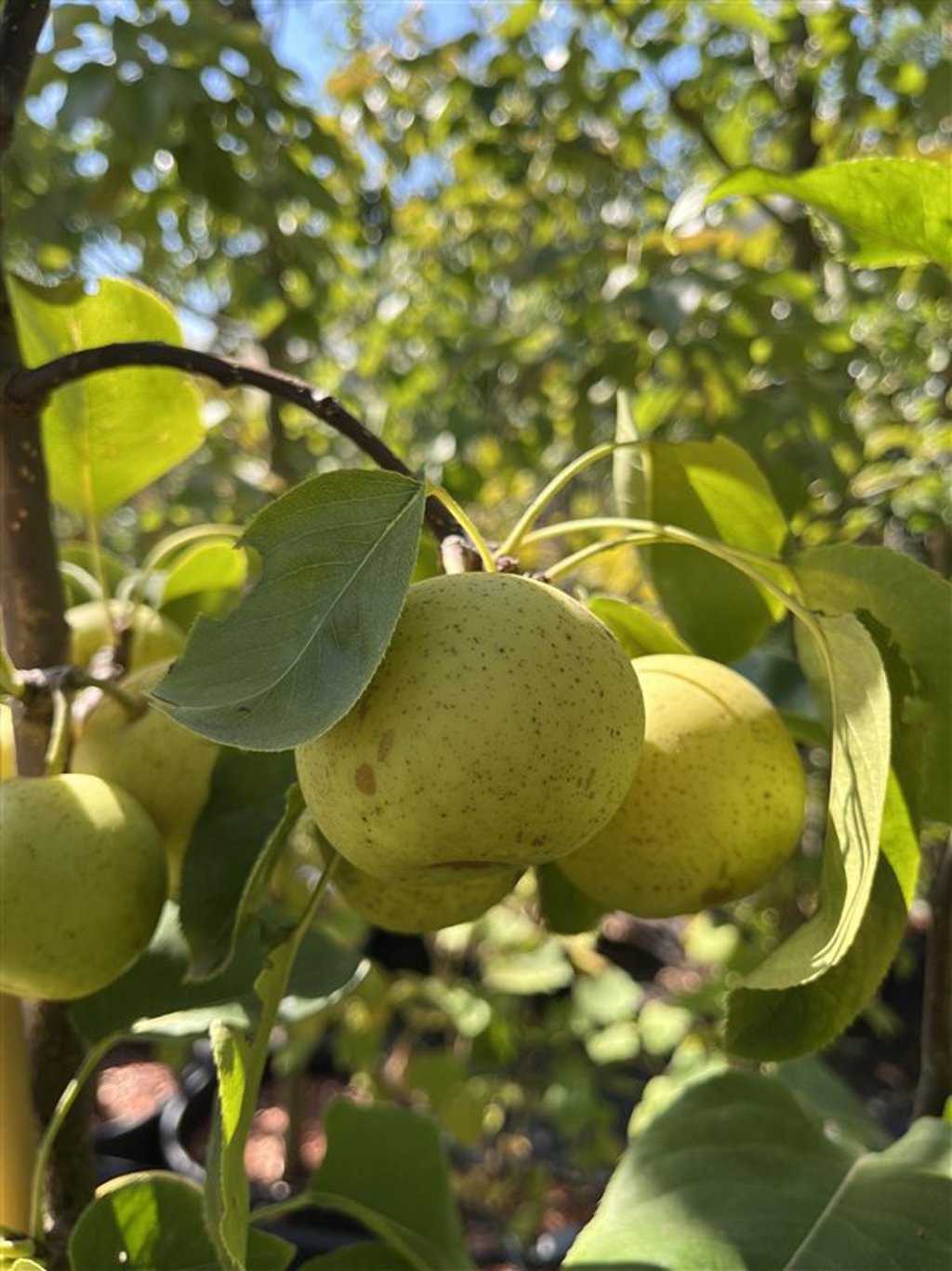 Pyrus pyrifolia 'Hosui' <span class='dutchtitlepart'>Nashipeer</span>