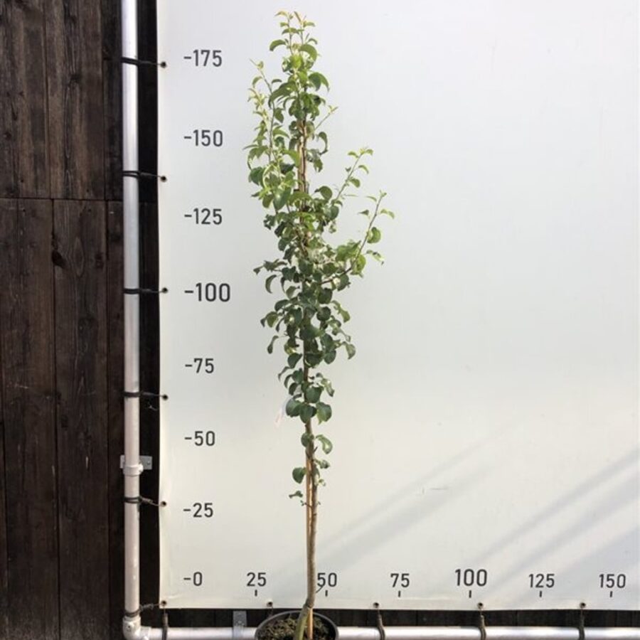 Pyrus c. 'Beurré Hardy' <span class='dutchtitlepart'>Perenboom</span>
