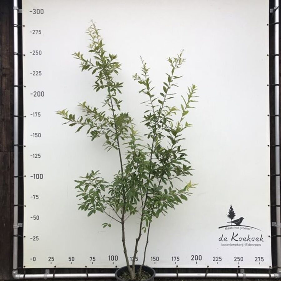 Quercus imbricaria <span class='dutchtitlepart'>Dakspaaneik</span>