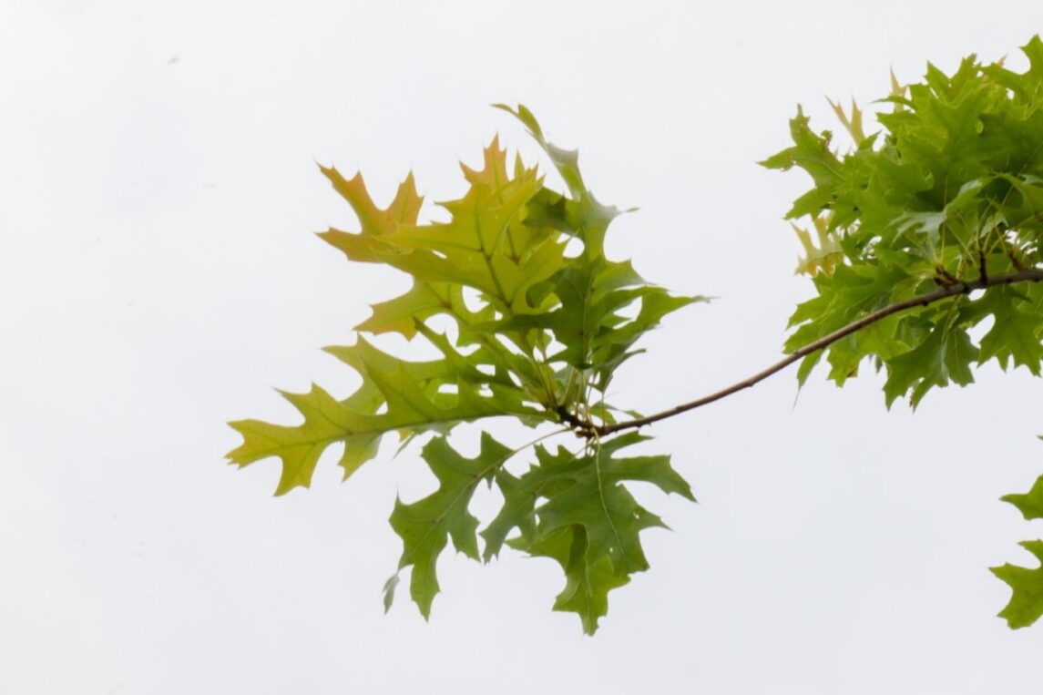 Quercus palustris <span class='dutchtitlepart'>Moeraseik</span>