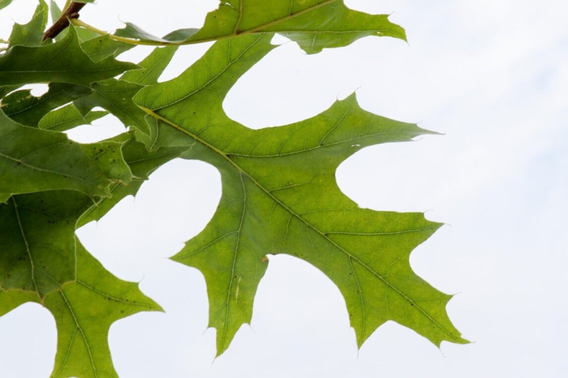 Quercus pal. 'Helmonds Red Globe' <span class='dutchtitlepart'>Moeraseik</span>