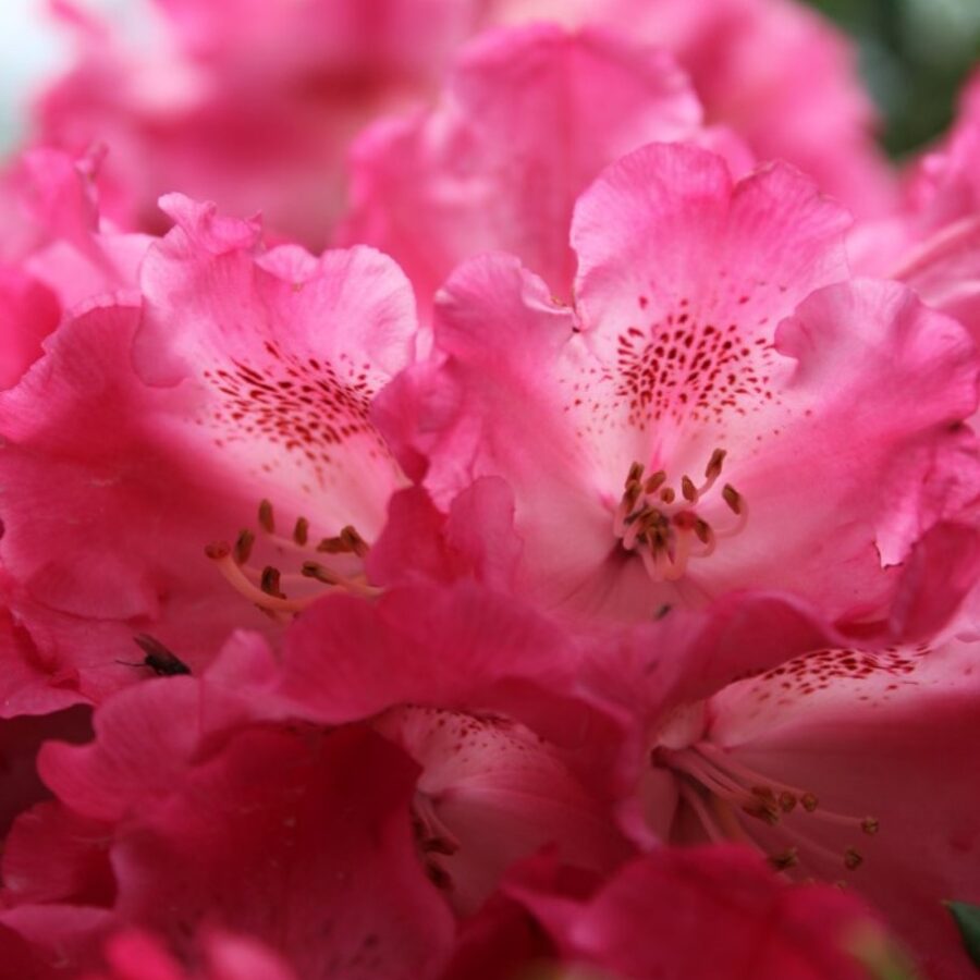 Rhododendron 'Germania' Rododendron