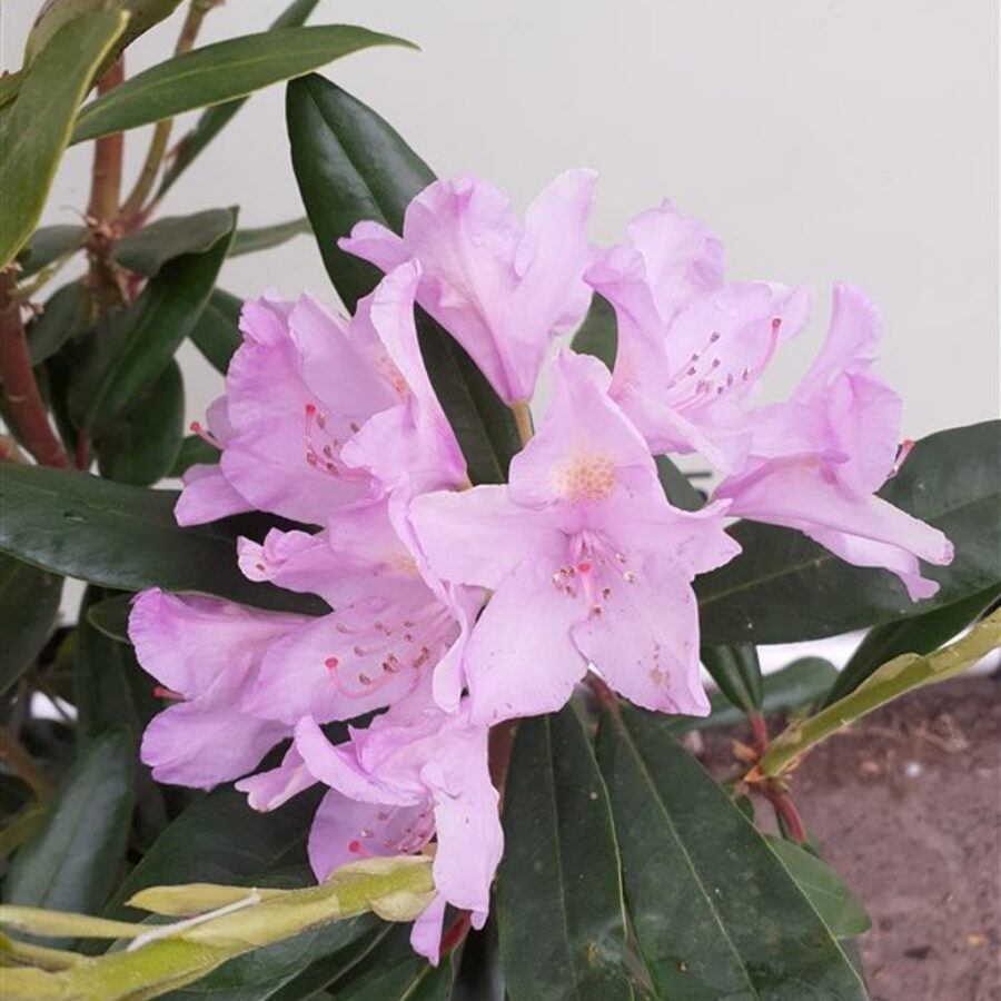 Rhododendron ponticum Pontische rododendron