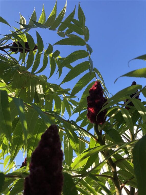 Rhus typhina <span class='dutchtitlepart'>Fluweelboom</span>