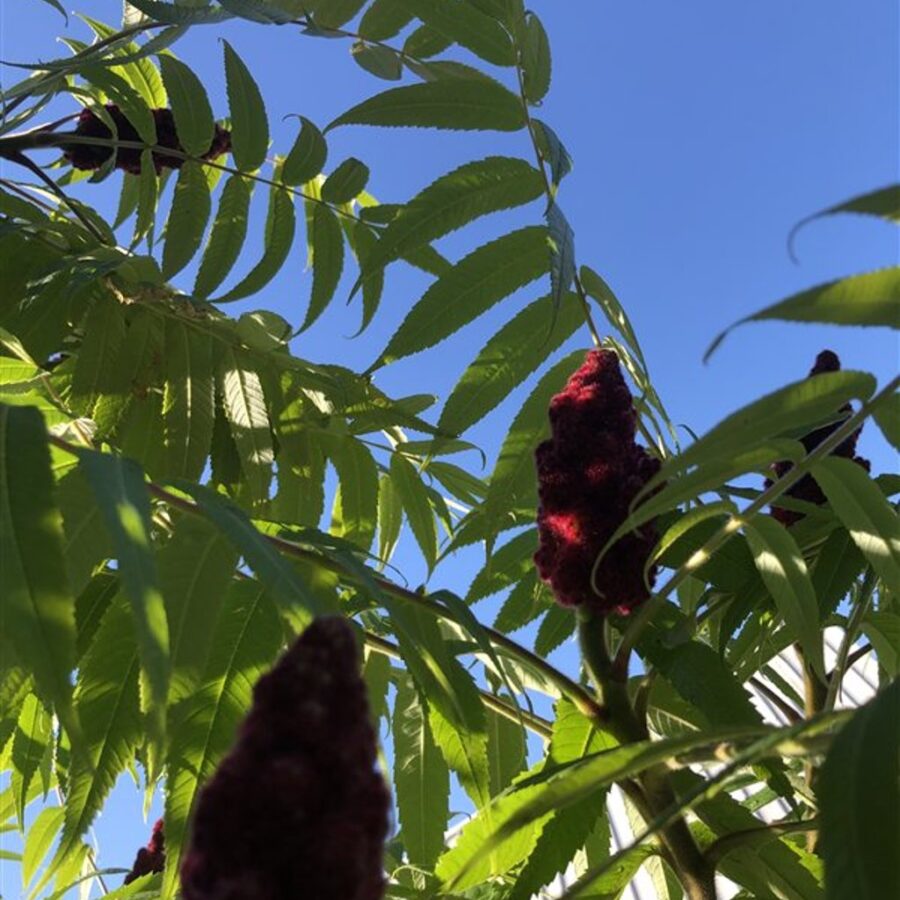 Rhus typhina <span class='dutchtitlepart'>Fluweelboom</span>