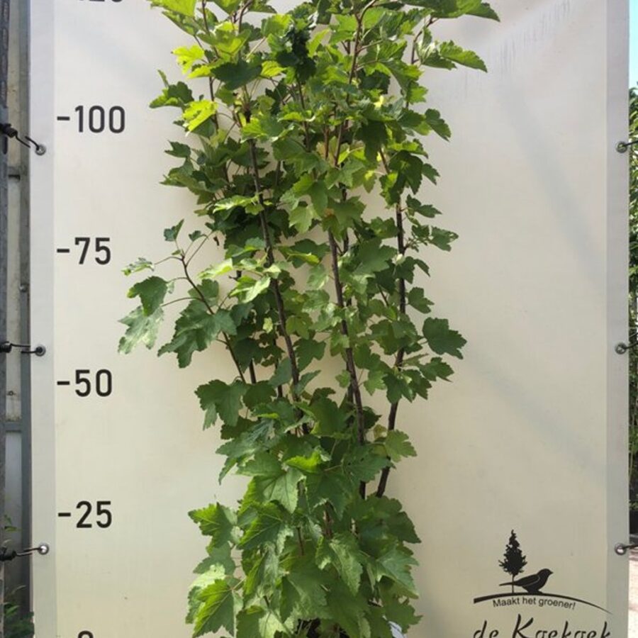 Ribes rub. Weisse Versailles <span class='dutchtitlepart'>Witte aalbes</span>