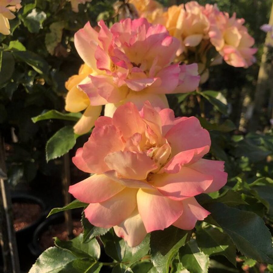 Rosa (F) Lampion Trosroos
