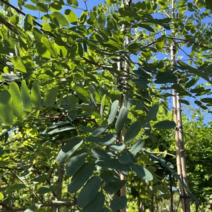 Robinia ps. 'Nyirség¡' <span class='dutchtitlepart'>Acacia</span>