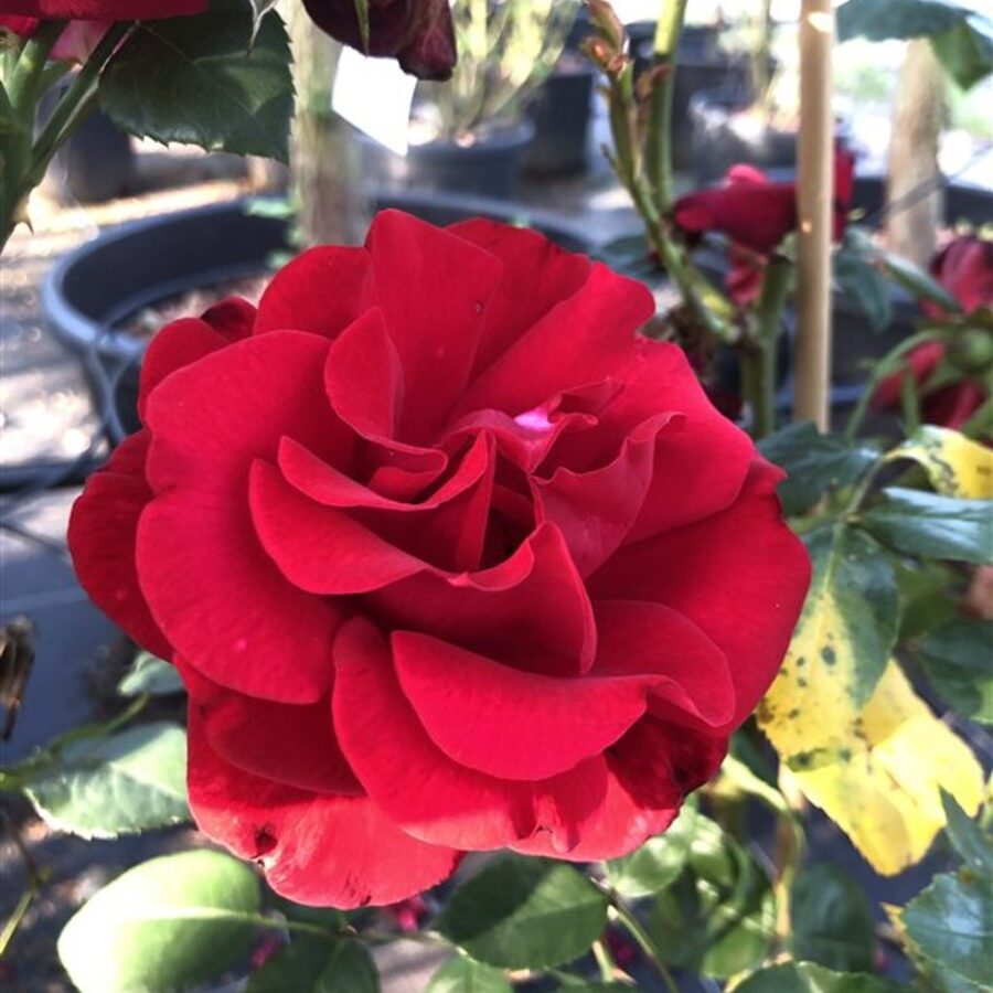 Rosa (K) Santana Klimroos