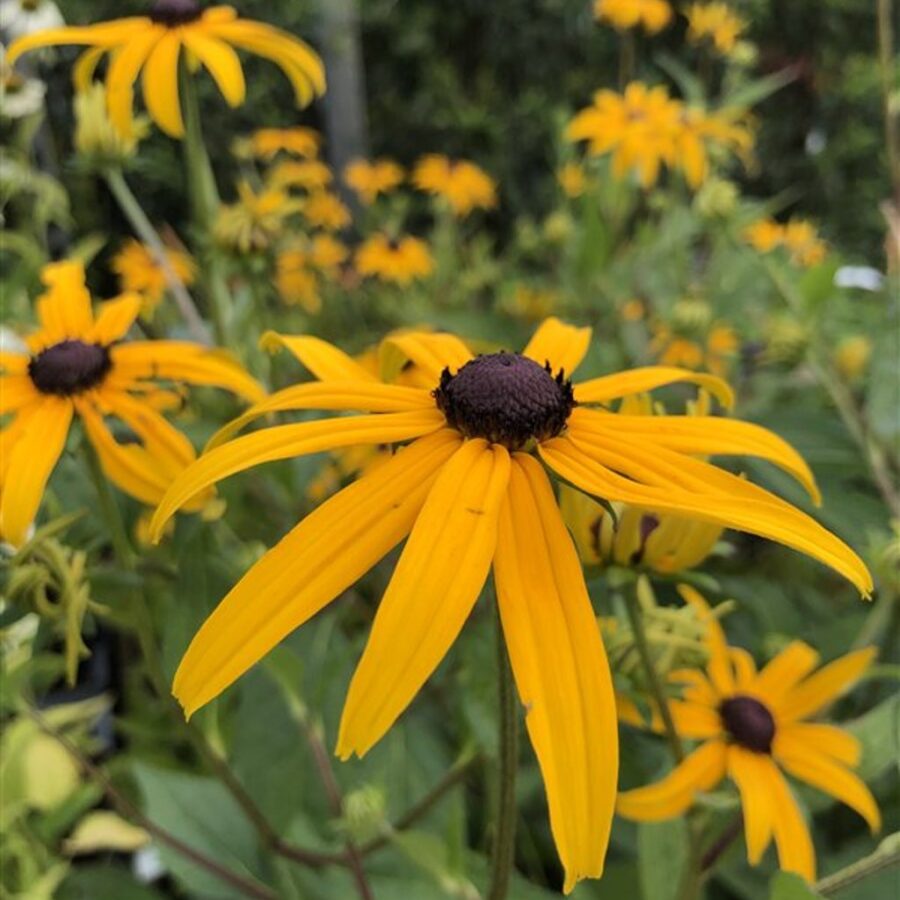 Rudbeckia f. 'Goldsturm' <span class='dutchtitlepart'>Zonnehoed</span>