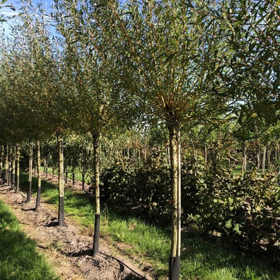 Salix alba 'Chermesina' <span class='dutchtitlepart'>Schietwilg</span>