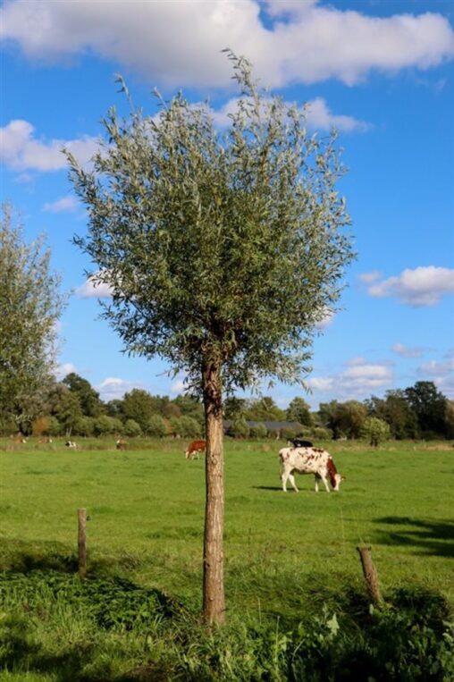Salix alba <span class='dutchtitlepart'>Schietwilg</span>