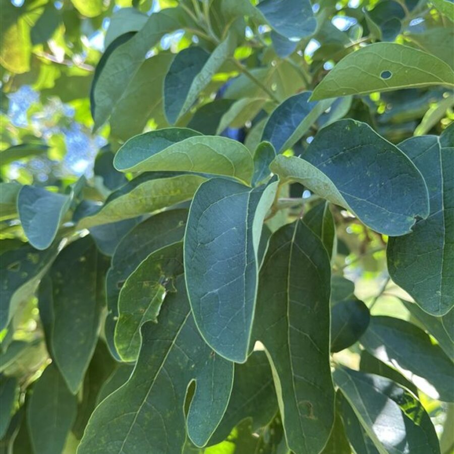 Sassafras albidum <span class='dutchtitlepart'>Sassafras</span>