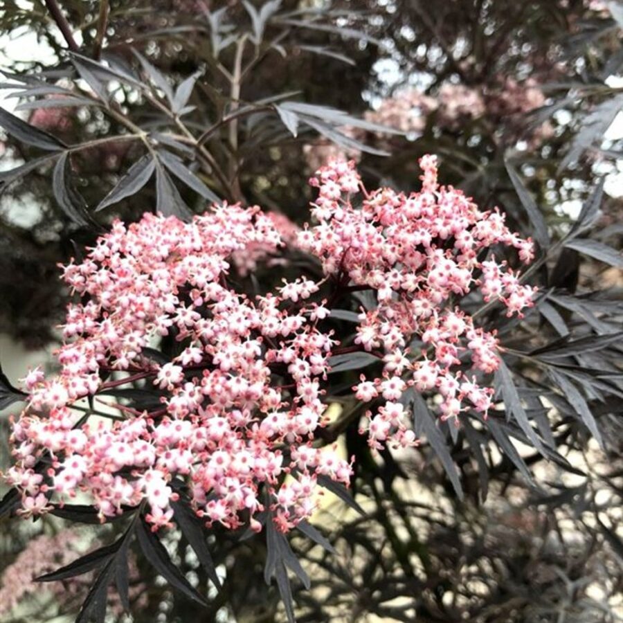Sambucus nigra Black Lace <span class='dutchtitlepart'>Zwarte vlier</span>
