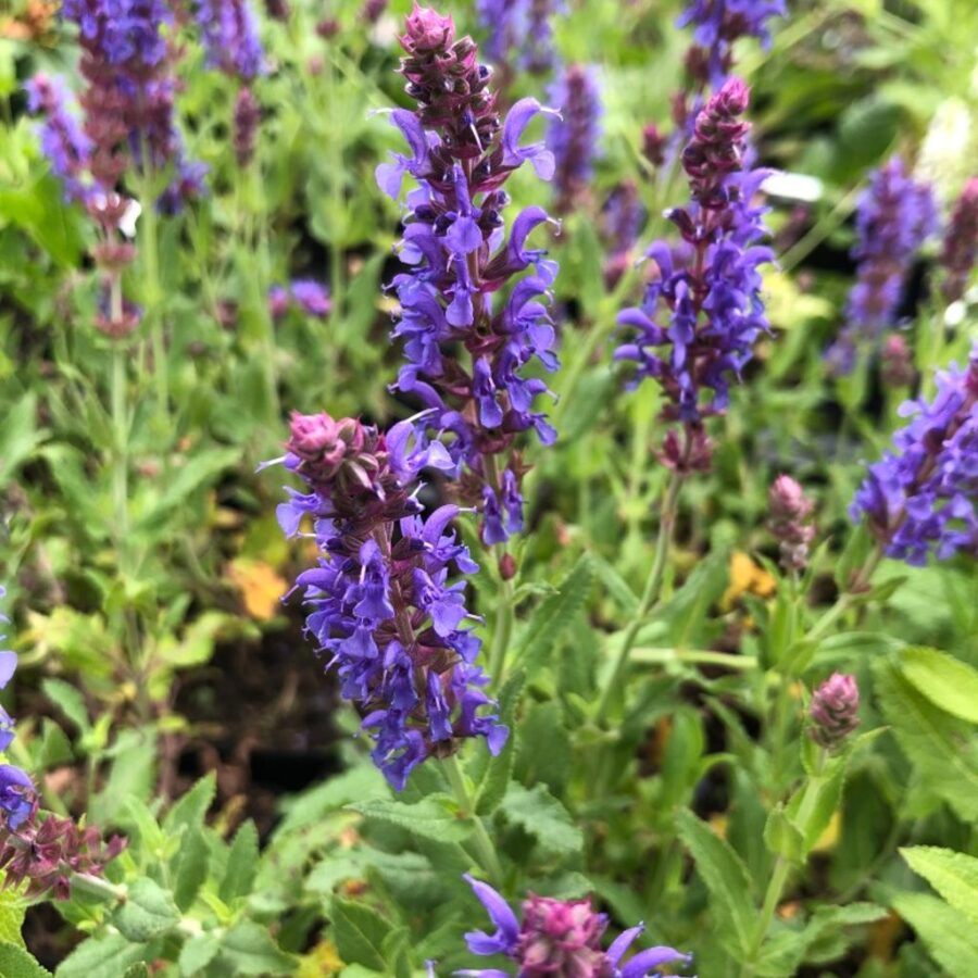 Salvia nemorosa 'Blauhügel' <span class='dutchtitlepart'>Salie</span>