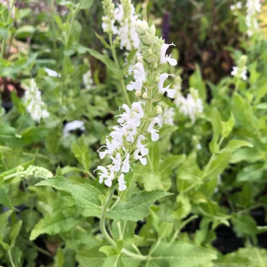 Salvia nemorosa 'Schneehügel' <span class='dutchtitlepart'>Salie</span>