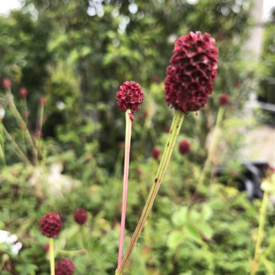 Sanguisorba offic. 'Tanna' <span class='dutchtitlepart'>Pimpernel</span>