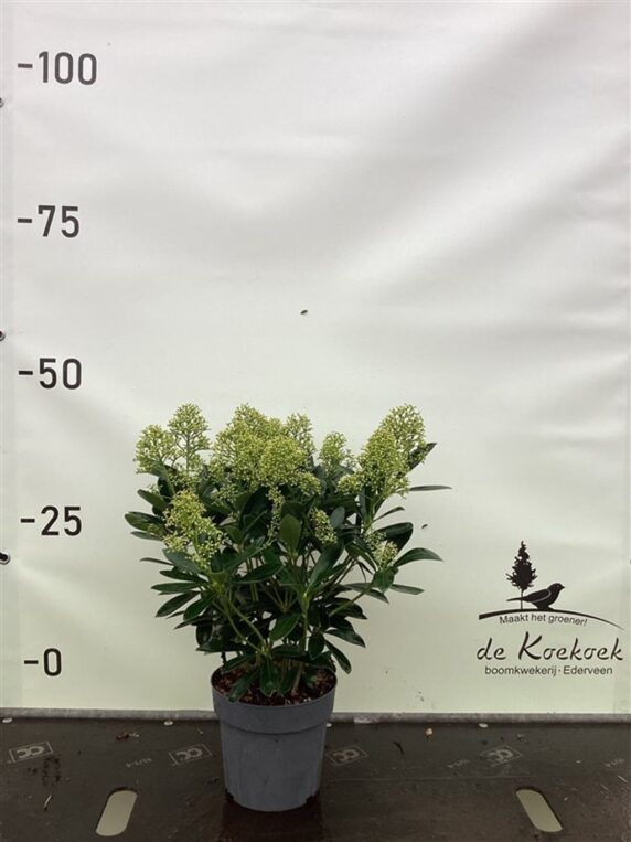 Skimmia j. 'Finchy' <span class='dutchtitlepart'>Skimmia</span>