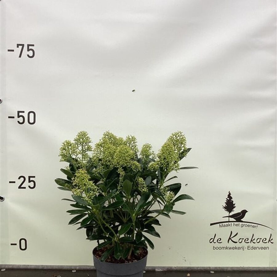 Skimmia j. 'Finchy' <span class='dutchtitlepart'>Skimmia</span>