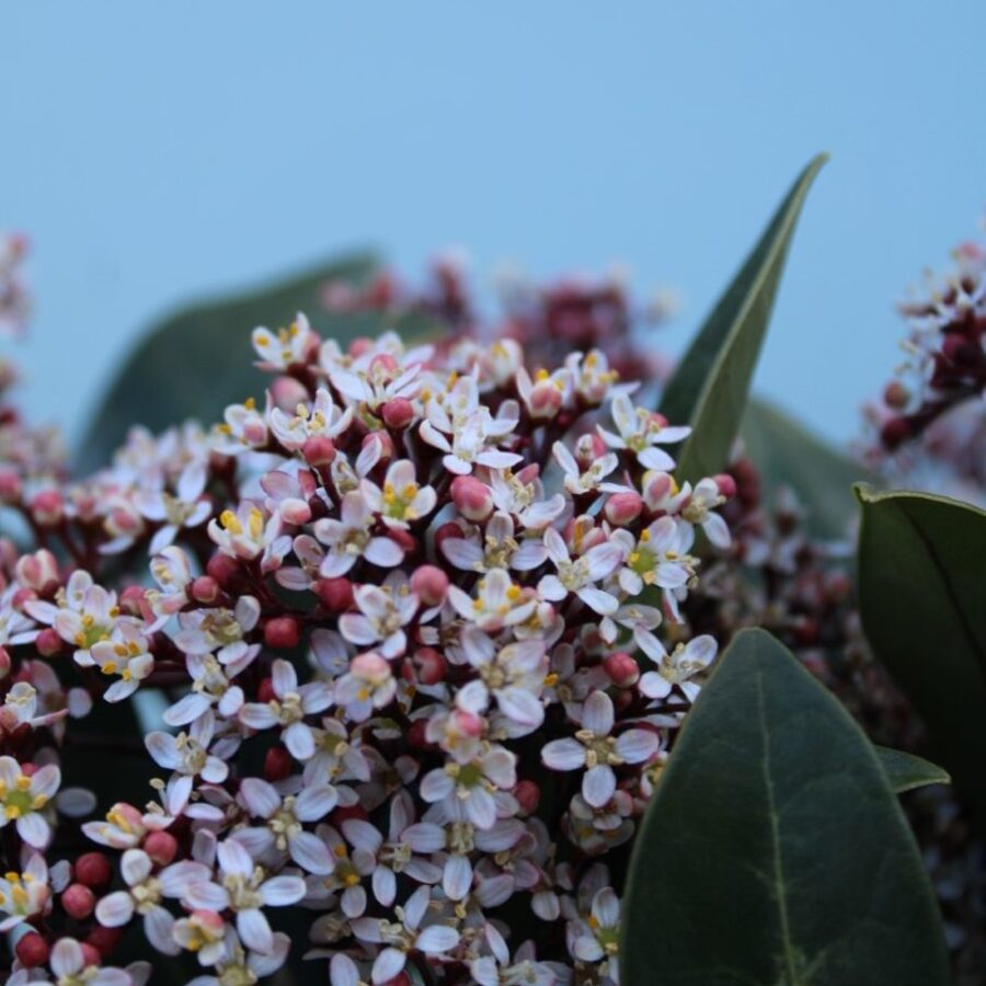 Skimmia j. 'Rubella' <span class='dutchtitlepart'>Skimmia</span>