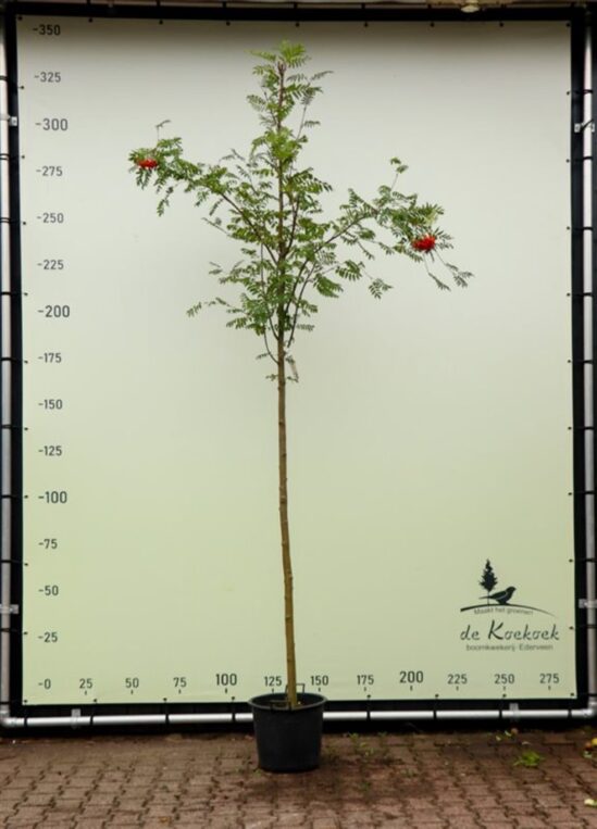 Sorbus aucuparia <span class='dutchtitlepart'>Lijsterbes</span>