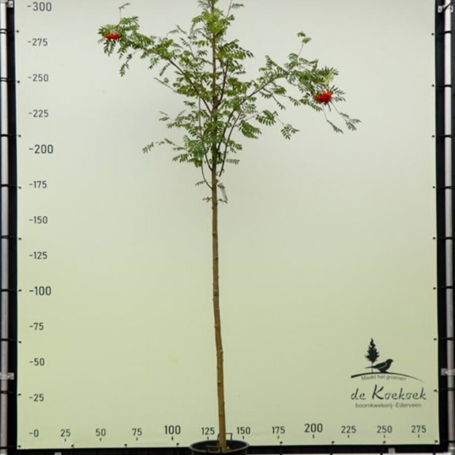 Sorbus aucuparia <span class='dutchtitlepart'>Lijsterbes</span>