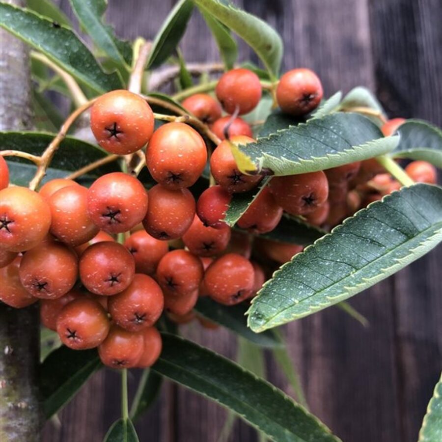 Sorbus 'Dodong' <span class='dutchtitlepart'>Lijsterbes</span>