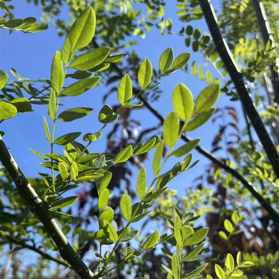 Sophora japonica <span class='dutchtitlepart'>Honingboom</span>