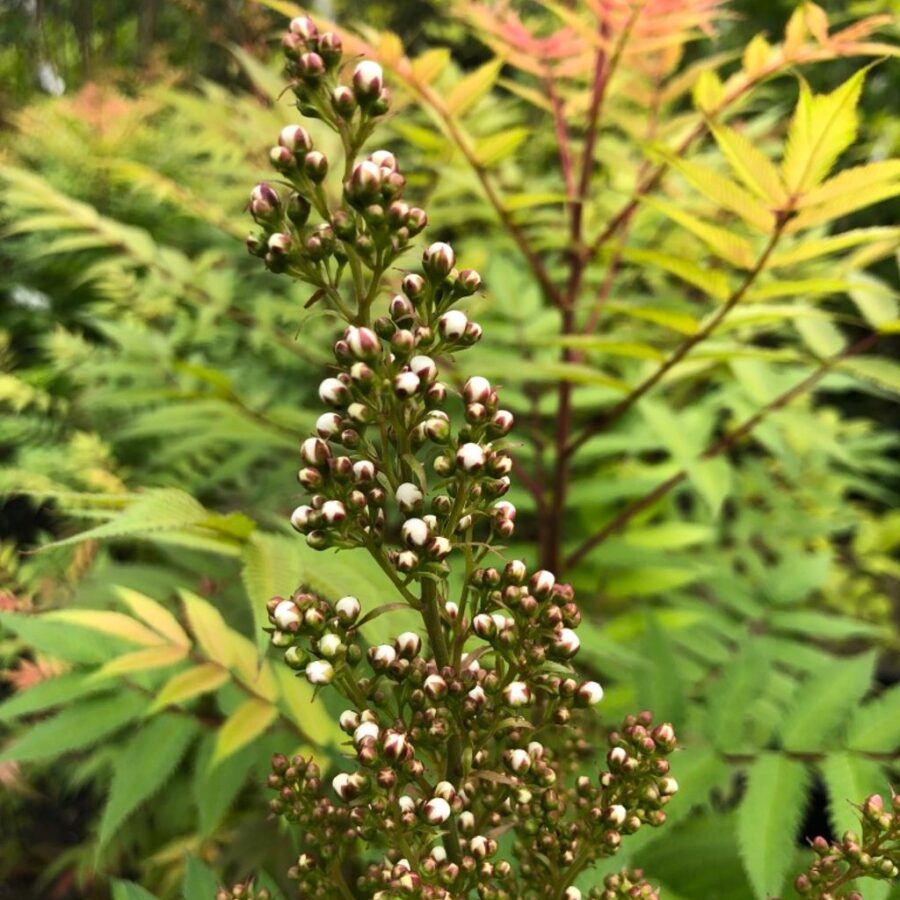 Sorbaria sorbif. 'Sem' <span class='dutchtitlepart'>Lijsterbesspirea</span>