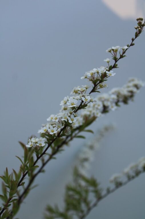 Spiraea cinerea 'Grefsheim' <span class='dutchtitlepart'>Spirea</span>