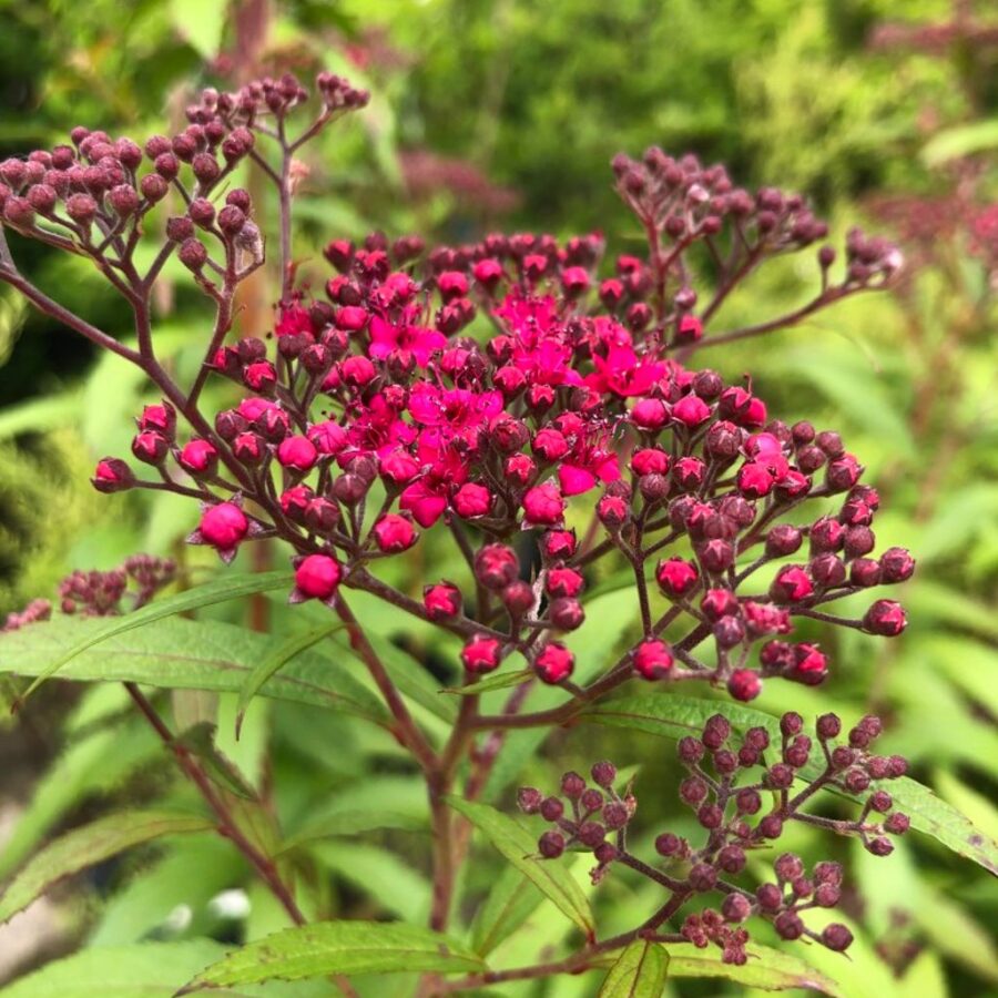 Spiraea japonica 'Anthony Waterer' <span class='dutchtitlepart'>Spierstruik</span>