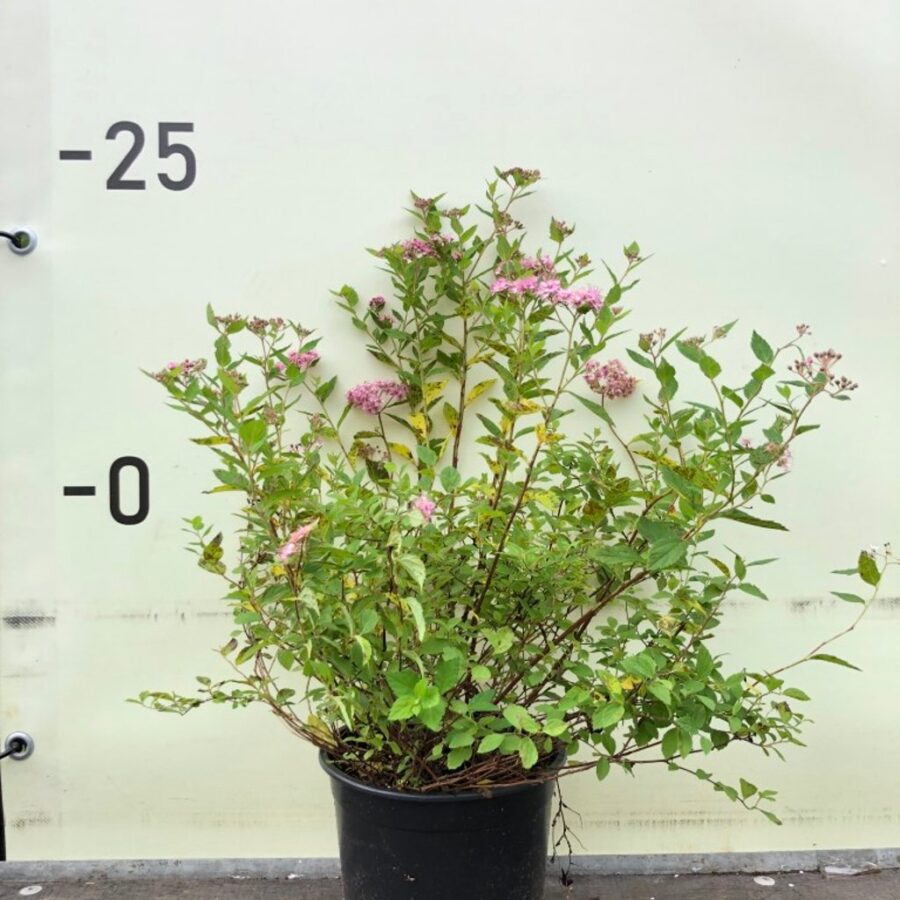 Spiraea japonica 'Golden Princess' Spierstruik