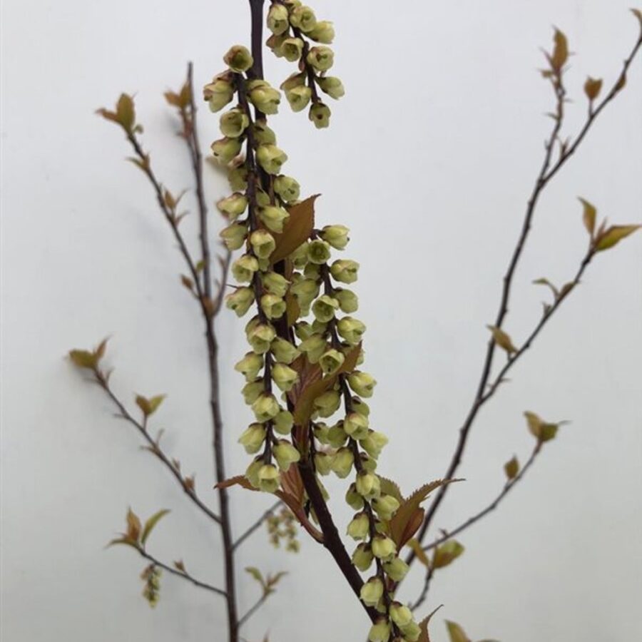 Stachyurus chin. 'Celina' Staartaar