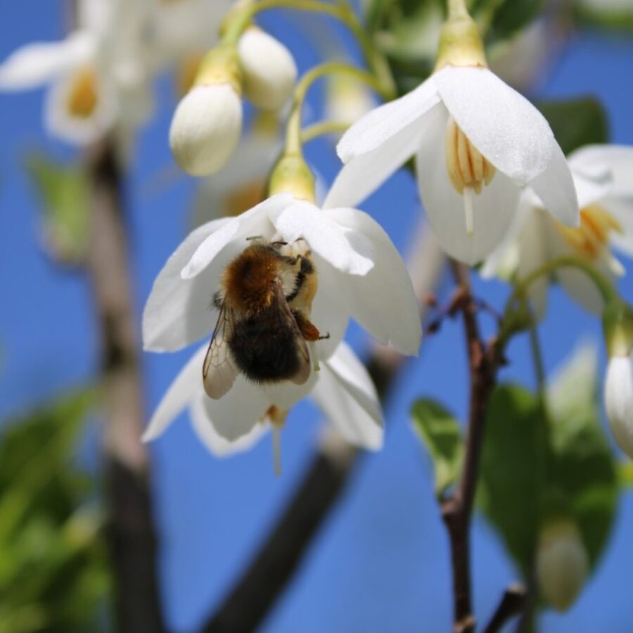 Styrax jap. 'June Snow' Japanse storaxboom